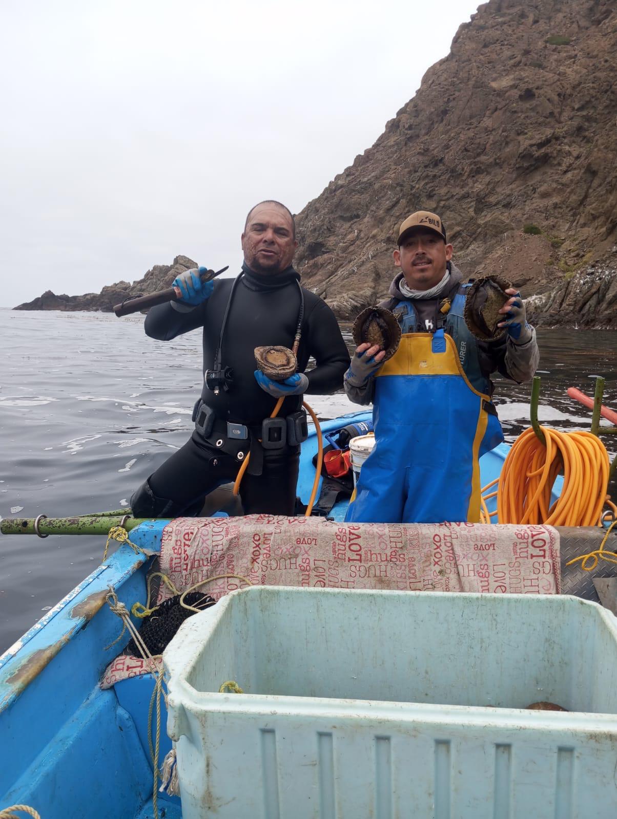 Divers with freshly harvested abalone on a boat
