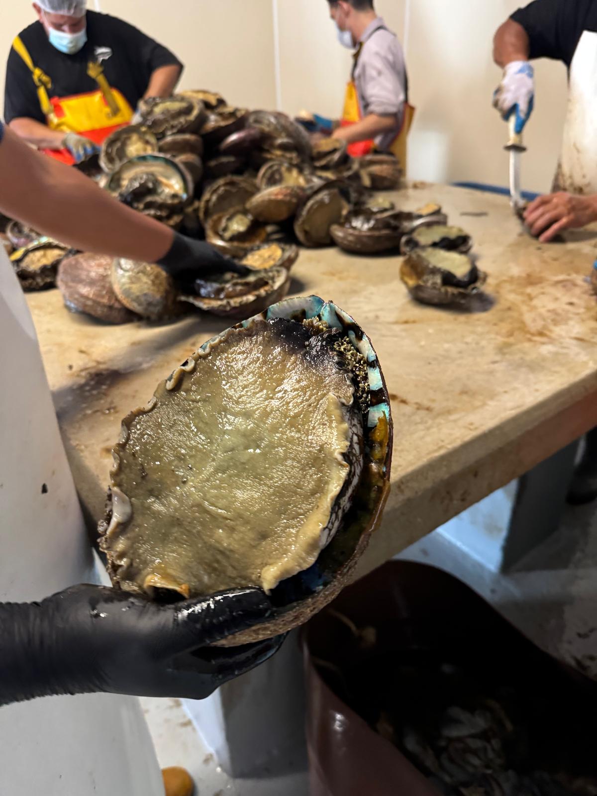 Fresh abalone at a processing facility