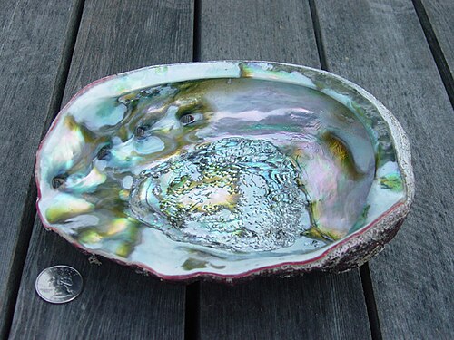 Inside of an abalone shell showing iridescent nacre